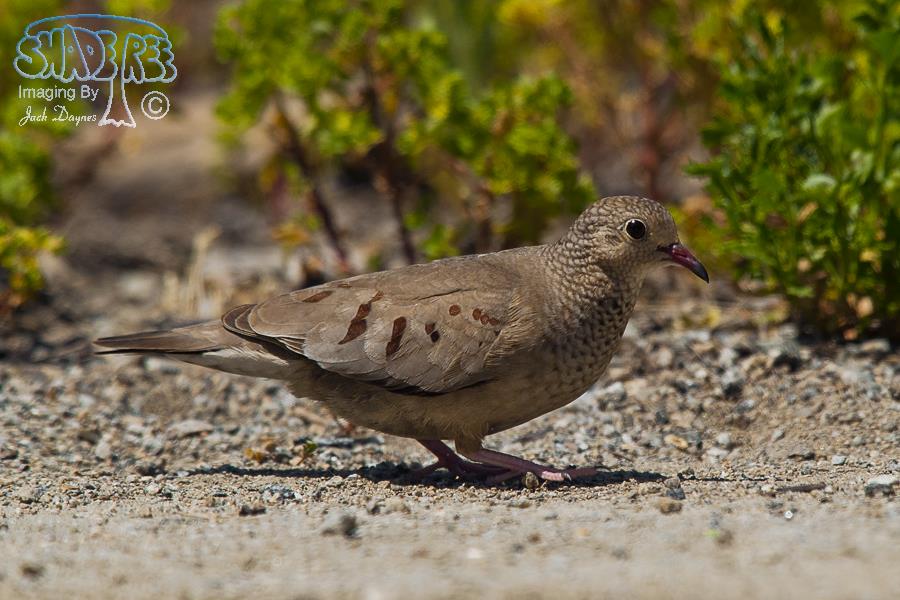 Common Ground-Dove - Columbina passerina