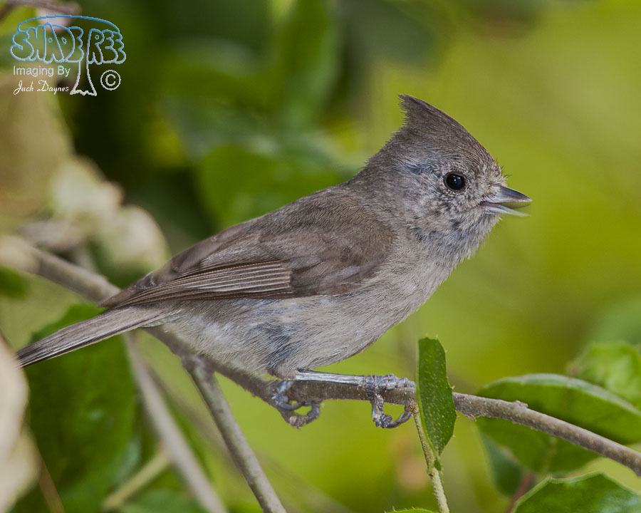 Oak Titmouse - Baeolophus inornatus