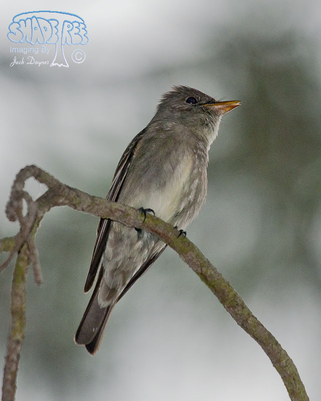 Western Wood-Pewee - Contopus sordidulus