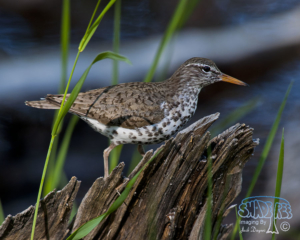Memories of Lee Metcalf NWR