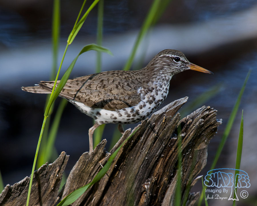 Spotted Sandpiper - Actitis macularius
