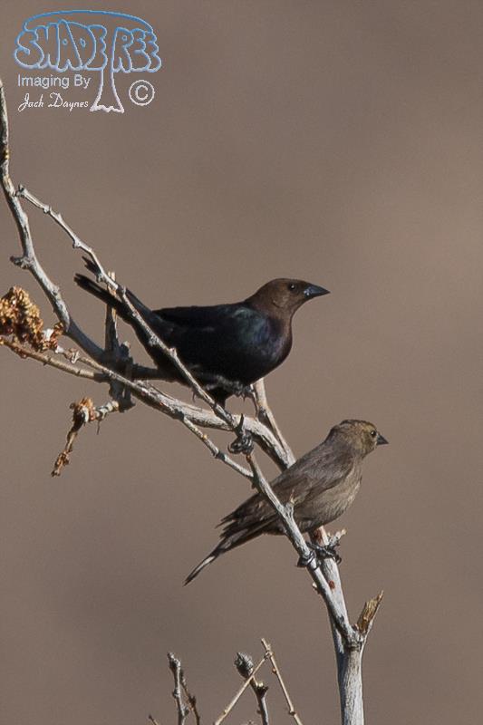 Brown-Headed Cowbird - Molothrus ater