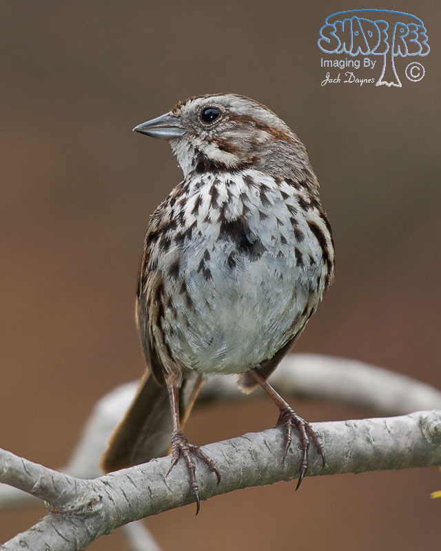 Song Sparrow - Melospiza melodia