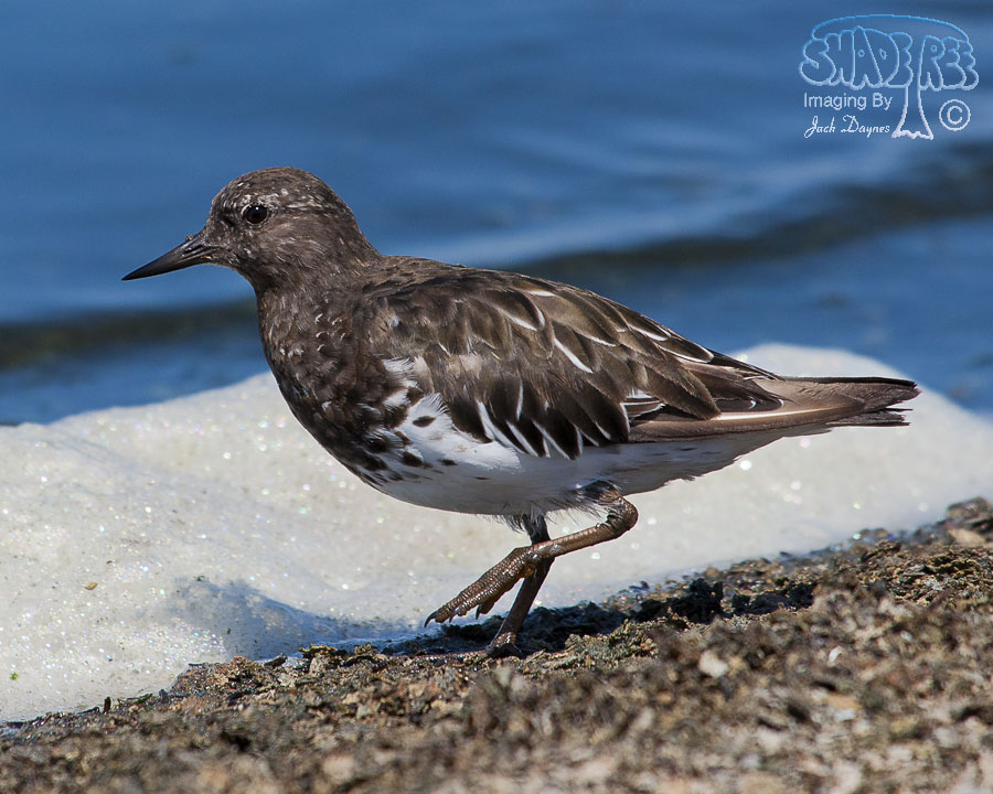 Black Turnstone - Arenaria melanocephala