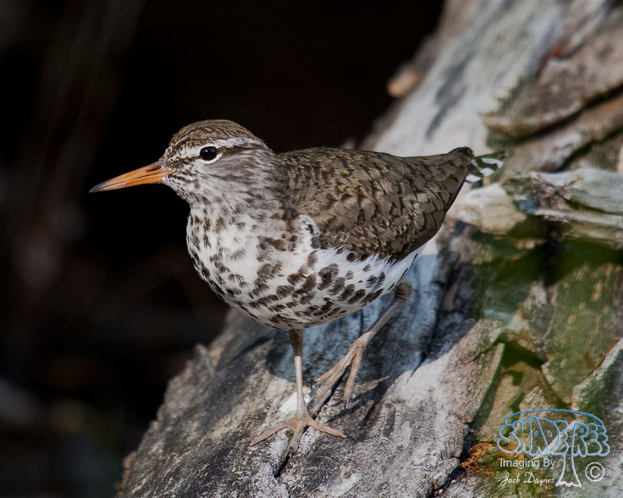 Spotted Sandpiper - Actitis macularius