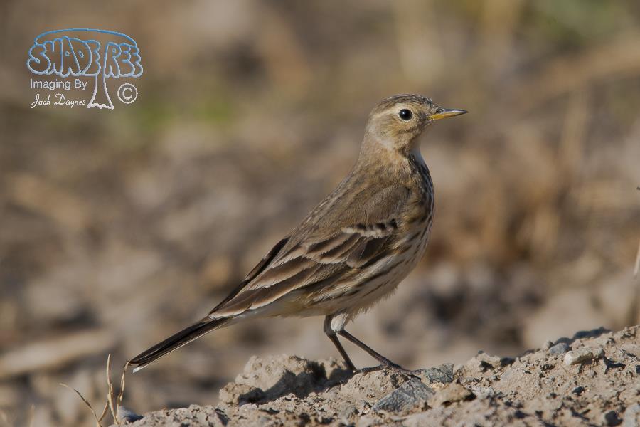 American Pipit - Anthus rubescens