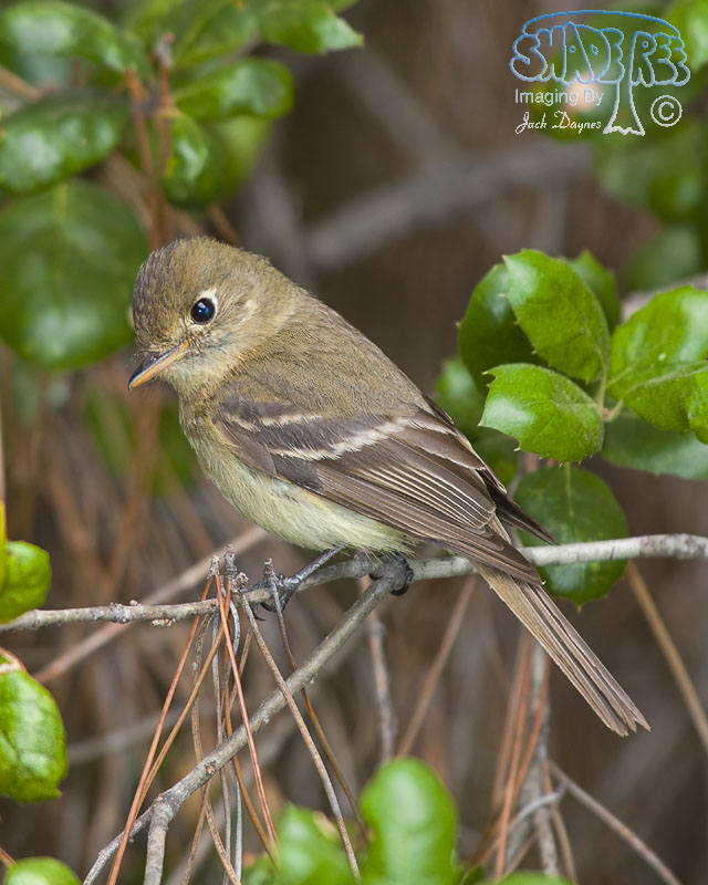 Pacific-Slope Flycatcher - Empidonax difficilis