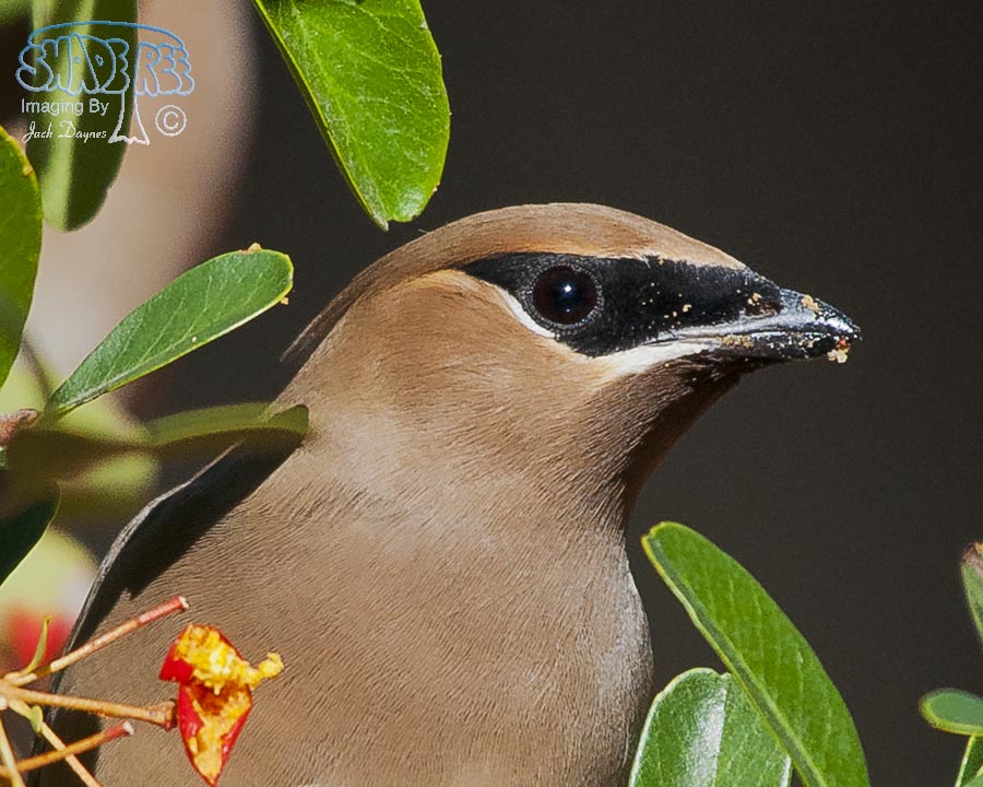 Cedar Waxwing - Bombycilla cedrorum