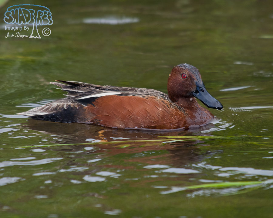 Cinnamon Teal - Spatula cyanoptera