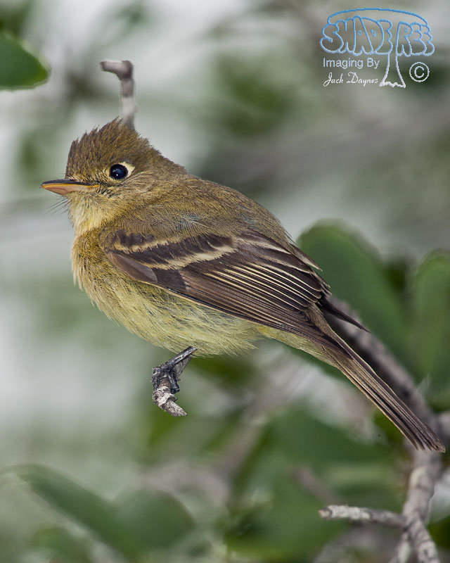 Pacific-Slope Flycatcher - Empidonax difficilis