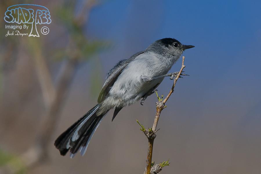 Black-Tailed Gnatcatcher - Polioptila melanura