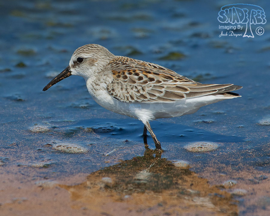 Western Sandpiper - Calidris mauri