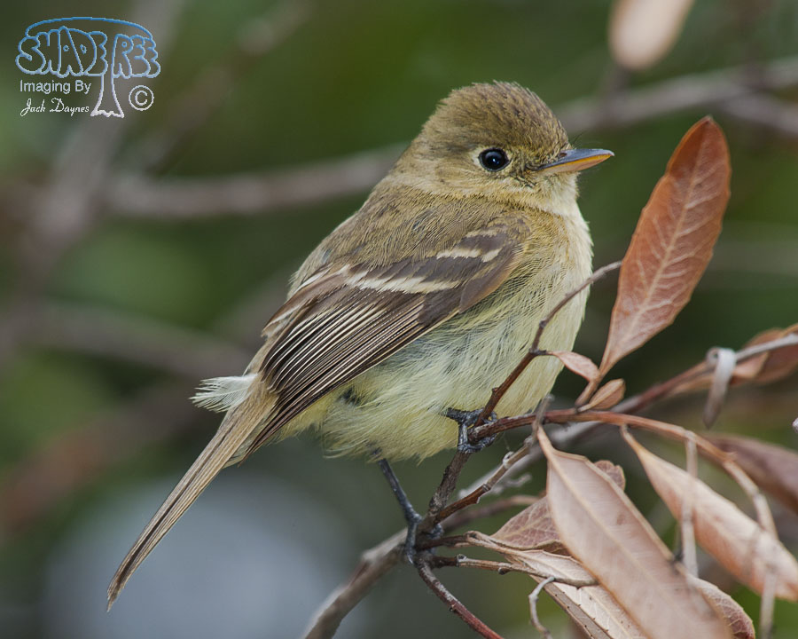 Pacific-Slope Flycatcher - Empidonax difficilis