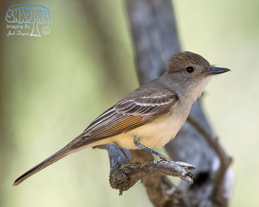 Ash-Throated Flycatcher - Myiarchus cinerascens