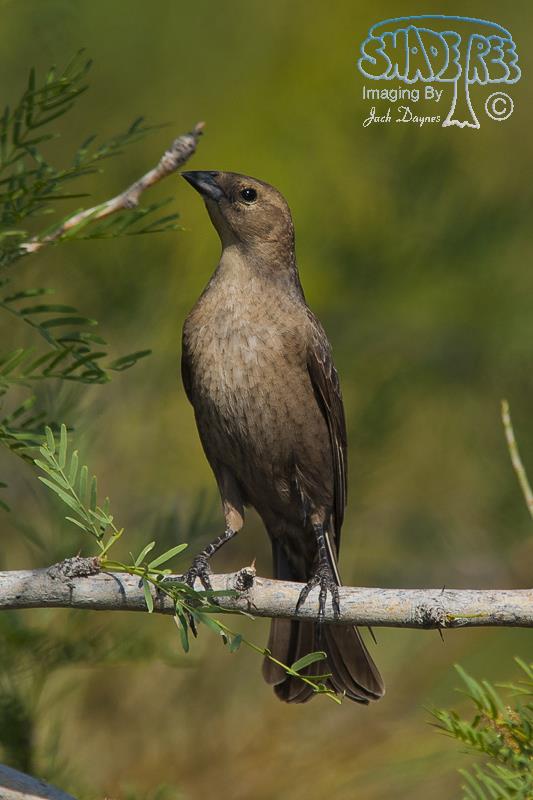 Brown-Headed Cowbird - Molothrus ater