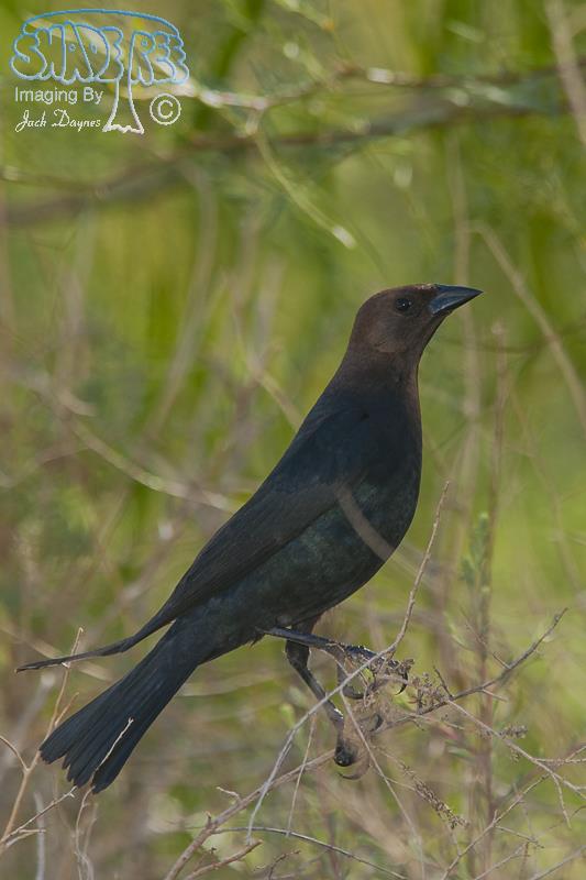 Brown-Headed Cowbird - Molothrus ater