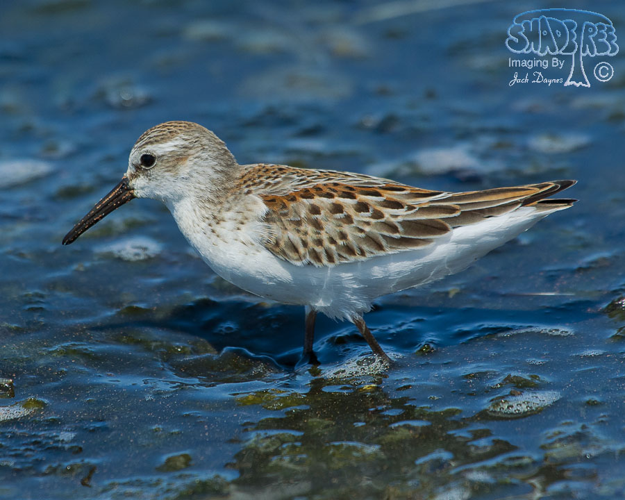 Western Sandpiper - Calidris mauri