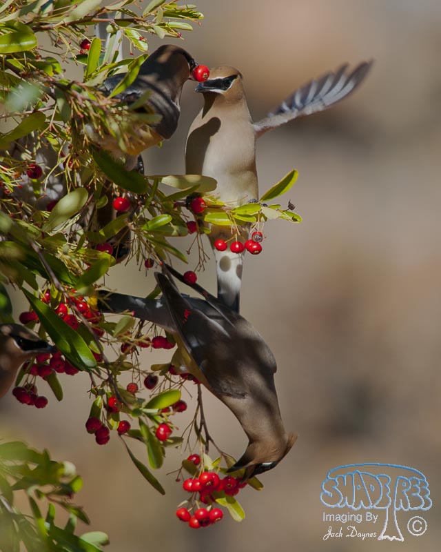 Cedar Waxwing - Bombycilla cedrorum