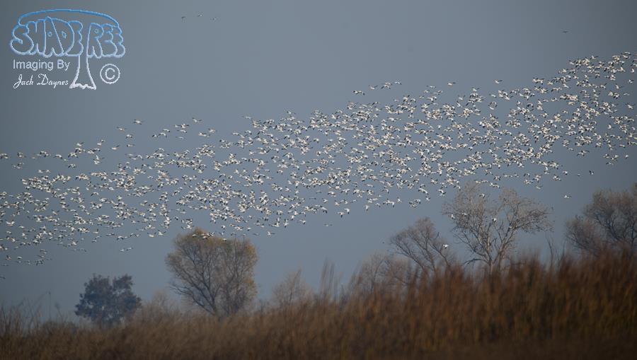 Ross's Goose - Chen rossii