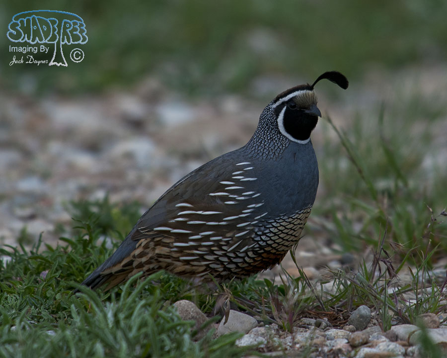 California Quail - Callipepla californica