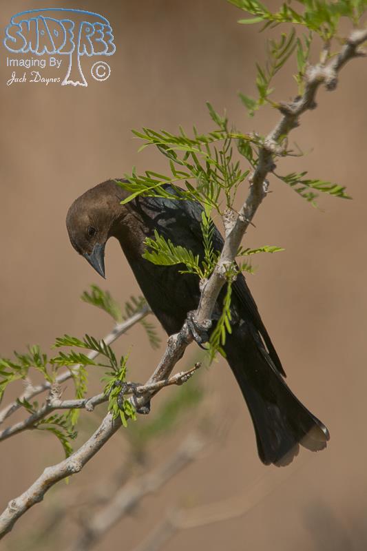 Brown-Headed Cowbird - Molothrus ater