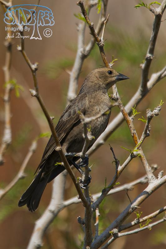 Brown-Headed Cowbird - Molothrus ater