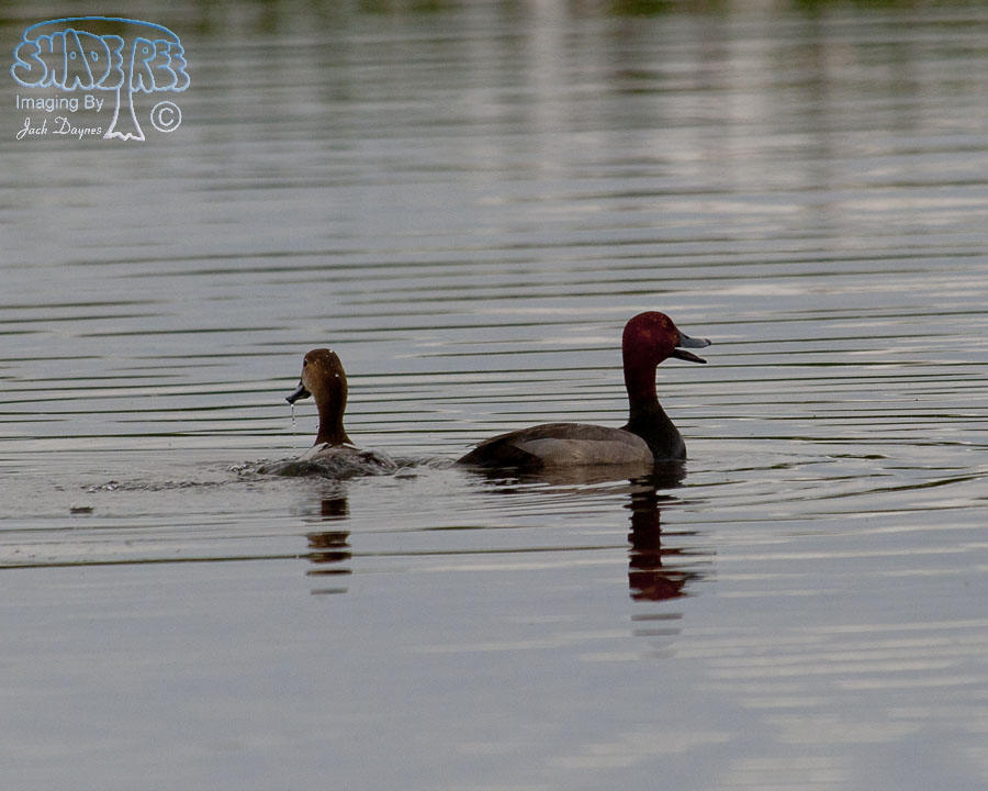 Redhead - Aythya americana
