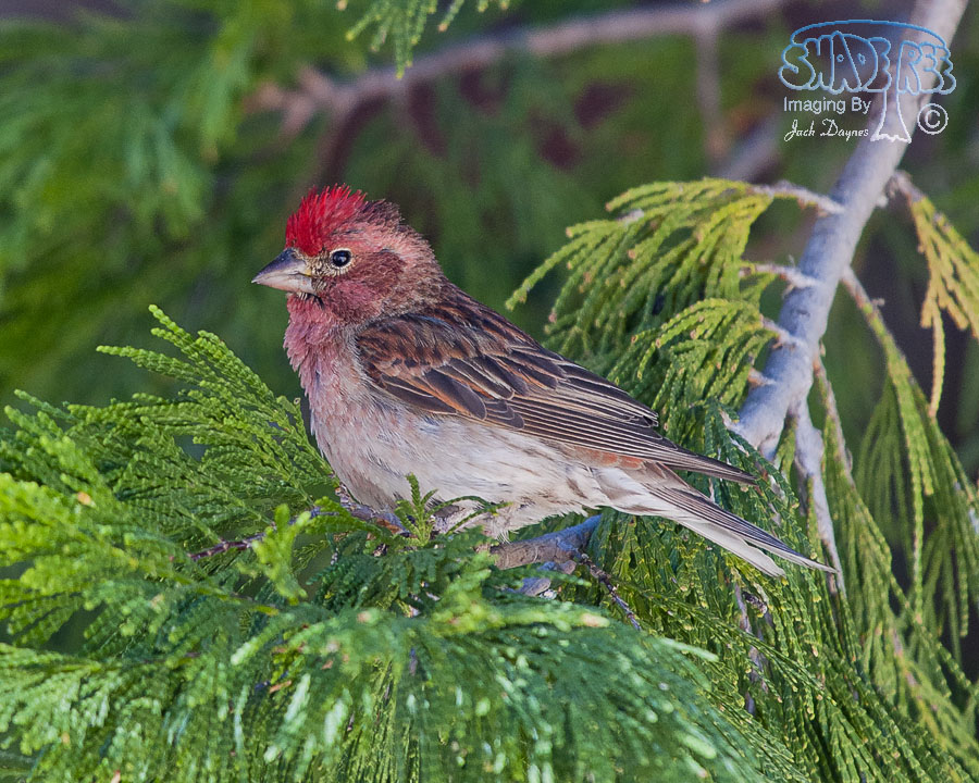 Cassin's Finch - Haemorhous cassinii