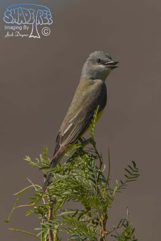 Western Kingbird - Tyrannus verticalis