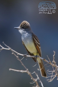 2013-04-27 Borrego’s Clark Dry Lake Birds