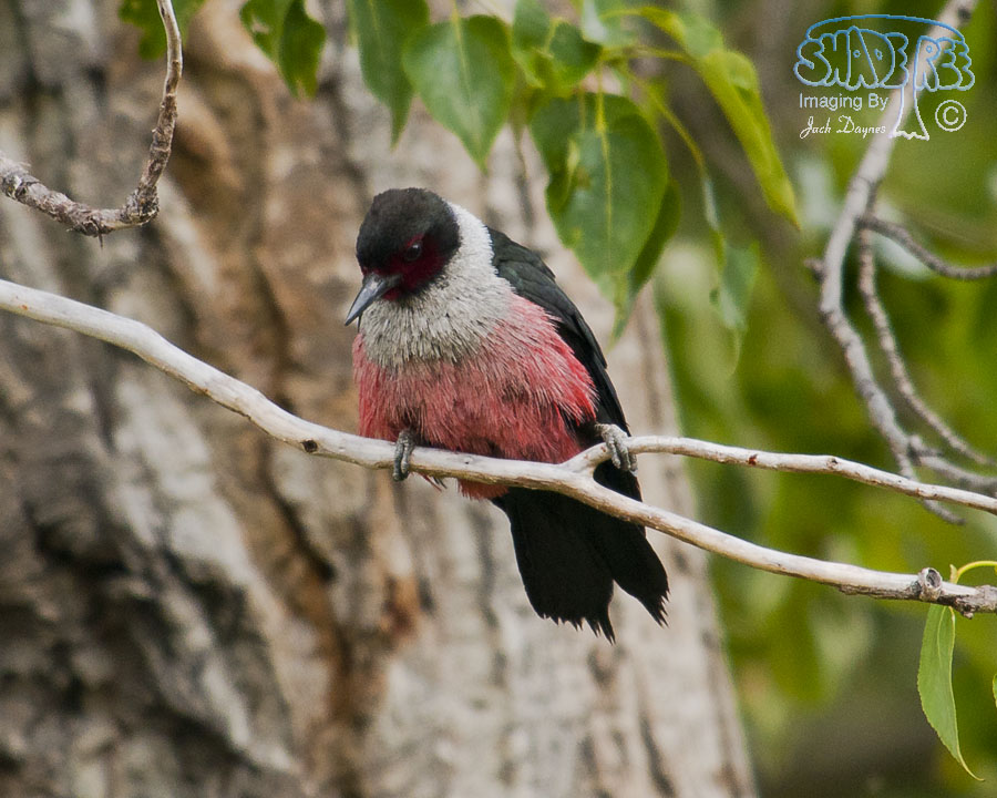 Lewis's Woodpecker - Melanerpes lewis