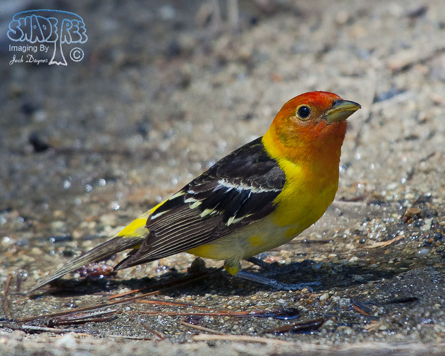 Western Tanager - Piranga ludoviciana