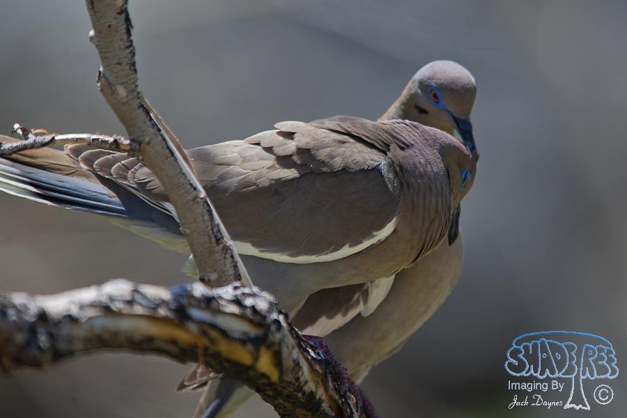 White-Winged Dove - Zenaida asiatica