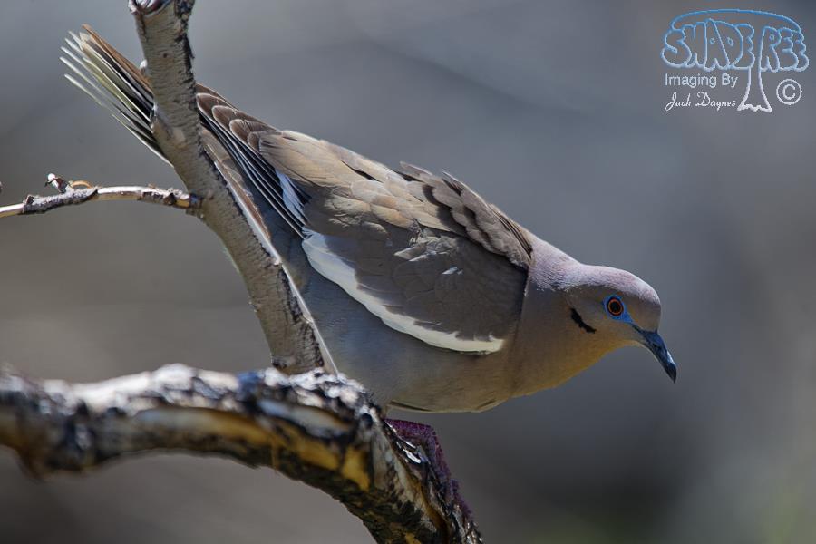 White-Winged Dove - Zenaida asiatica
