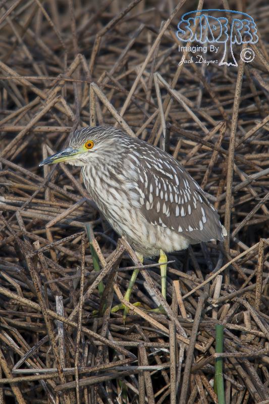 Black-Crowned Night-Heron - Nycticorax nycticorax
