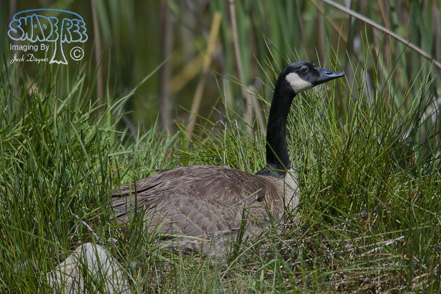 Canada Goose - Branta canadensis