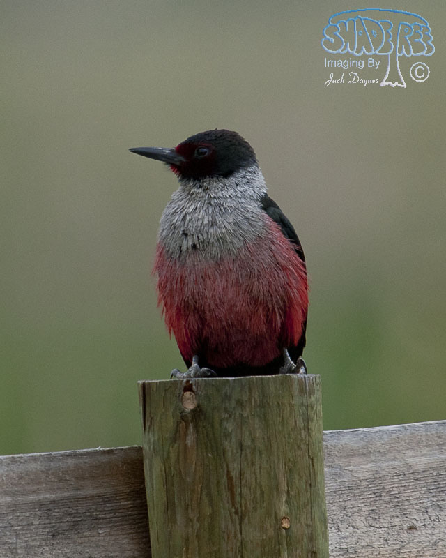 Lewis's Woodpecker - Melanerpes lewis