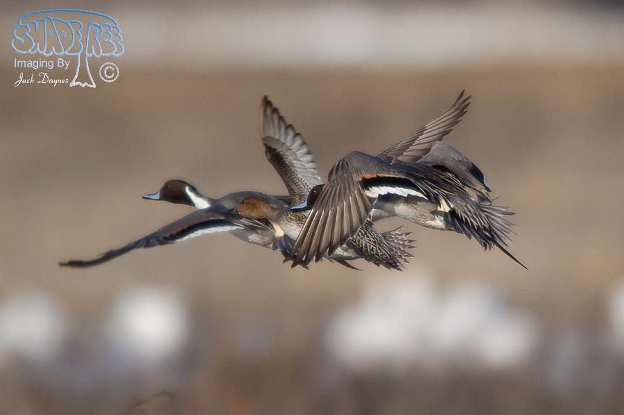 Northern Pintail - Anas acuta