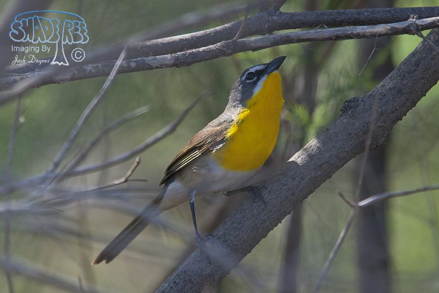 Yellow-Breasted Chat - Icteria virens