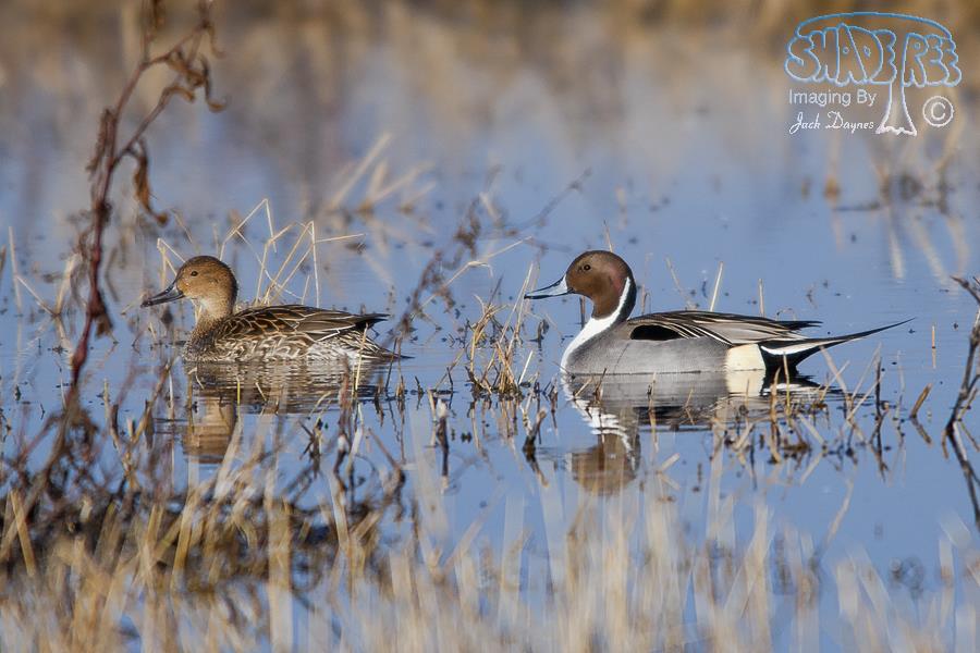 Northern Pintail - Circus cyaneus