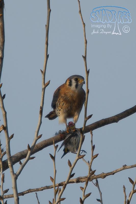 American Kestrel - Falco sparverius