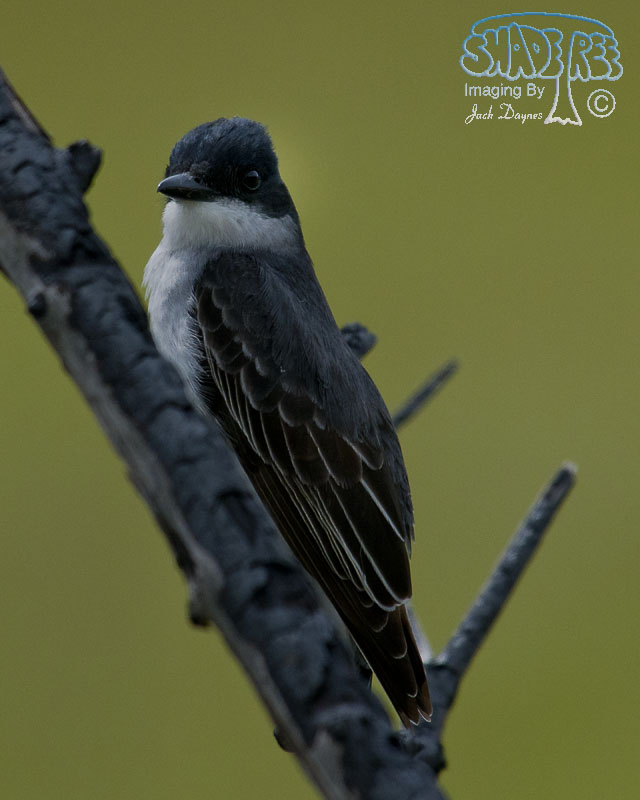 Eastern Kingbird - Tyrannus tyrannus