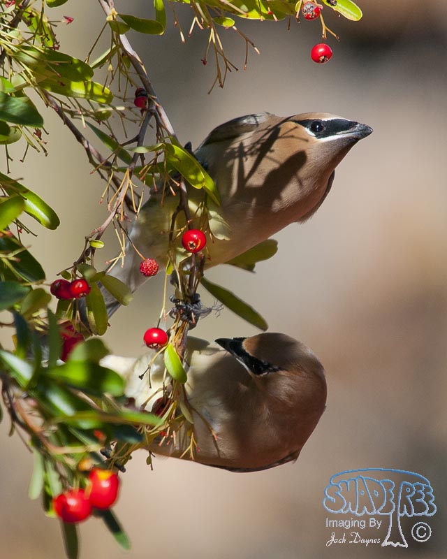 Cedar Waxwing - Bombycilla cedrorum