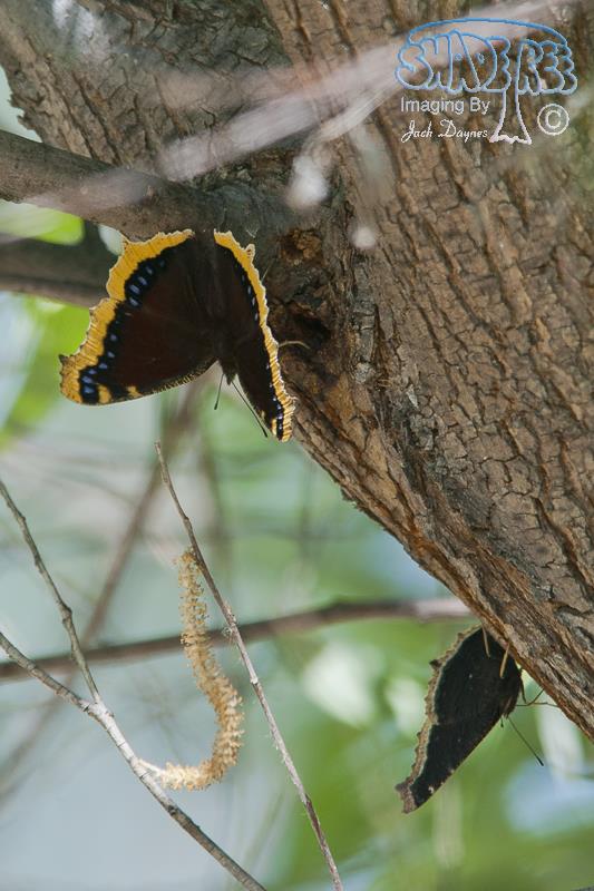 Mourning Cloak - Nymphalis antiopa
