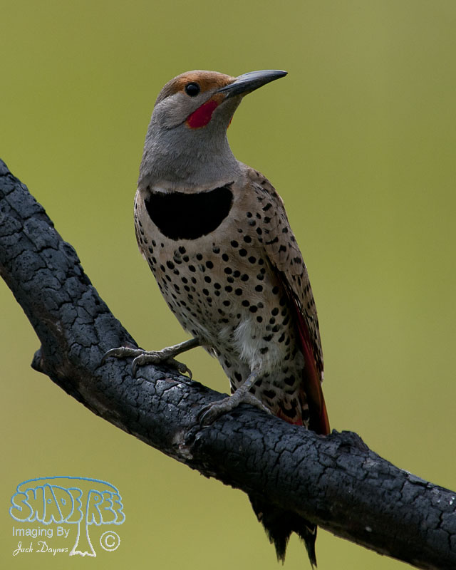 Northern Flicker - Colaptes auratus