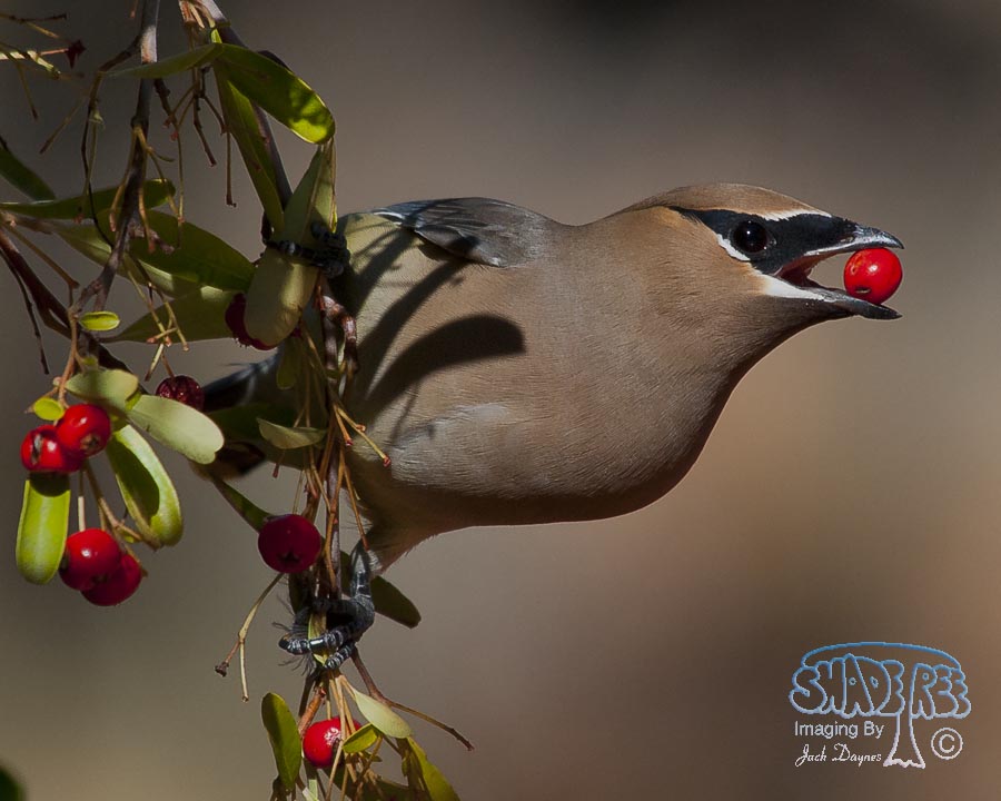 Cedar Waxwing - Bombycilla cedrorum