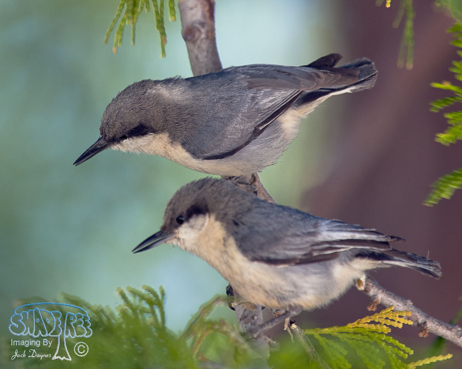 Pygmy Nuthatch - Sitta pygmaea