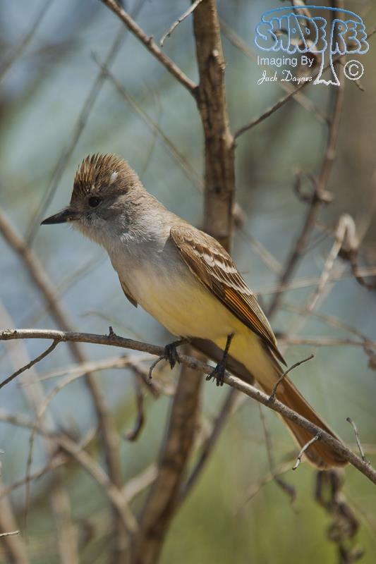 Ash-Throated Flycatcher - Myiarchus cinerascens