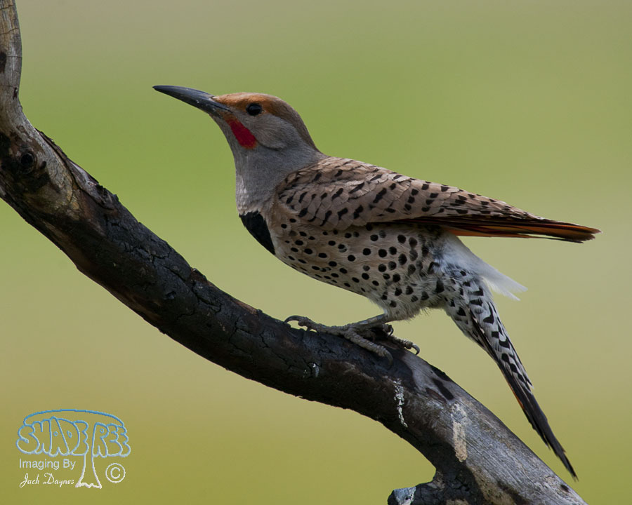 Northern Flicker - Colaptes auratus