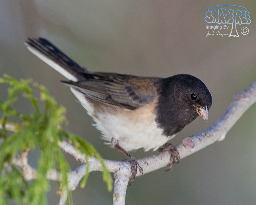 Dark-Eyed Junco - Junco hyemalis